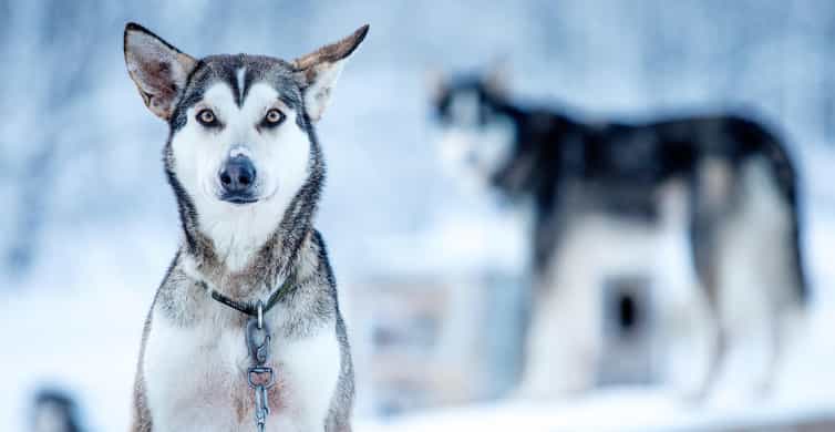 Narvik: Dog-sledding with Northern Lights Ceremony - From Narvik to Husky Isogaisa