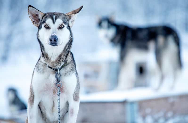 Narvik: Dog-sledding with Northern Lights Ceremony - Who will enjoy this Narvik experience?