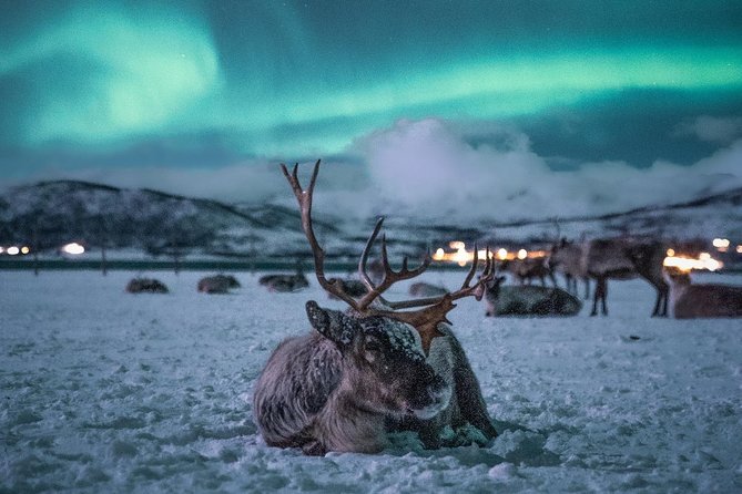 Night Reindeer Sledding with Camp Dinner and Chance of Northern Lights - Dinner inside the candlelit gamme