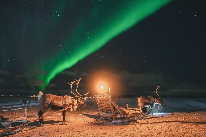Night Reindeer Sledding with Camp Dinner and Chance of Northern Lights - A 15 to 20-minute sleigh ride at walking pace