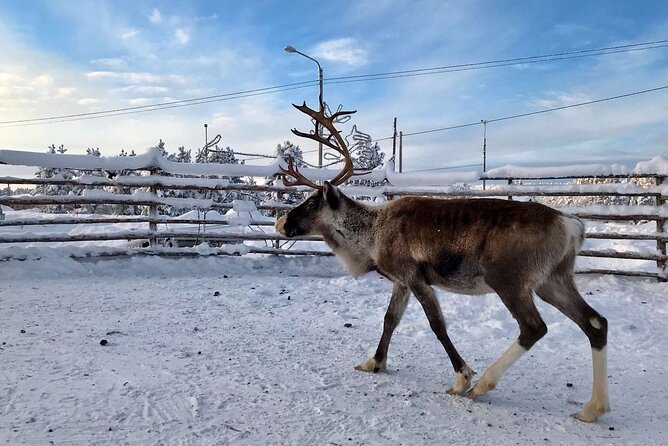 Northern Lights Holiday in Finland - Who will enjoy this Lapland holiday most