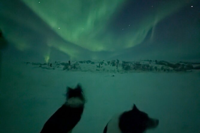 Northern Lights Minibus Chase Max 16 Person In Group - Chasing clearer skies from Alta