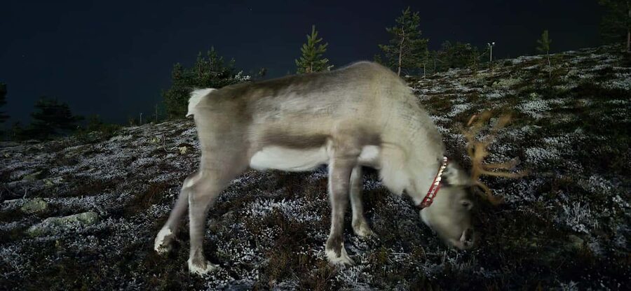 Northern Lights Snowshoe Hike in Levi with Latvian Guide - Waiting for the Northern Lights