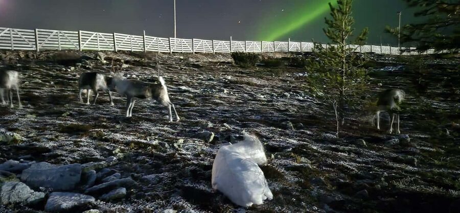 Northern Lights Snowshoe Hike in Levi with Latvian Guide - Who Will Enjoy This Most?