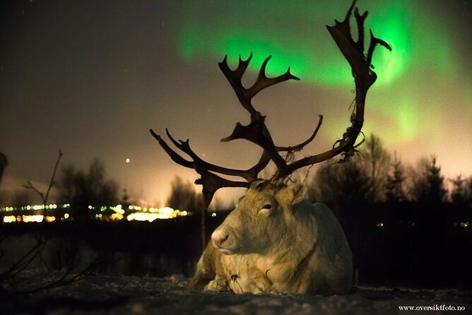 Reindeer feeding & Saami Culture with chance for Northern Lights - Leaving Tromsø at 6 pm