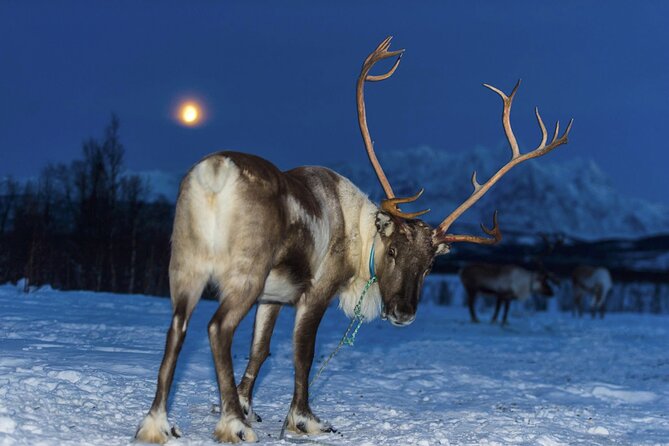 Reindeer feeding & Saami Culture with chance for Northern Lights - The Northern Lights are possible, not promised