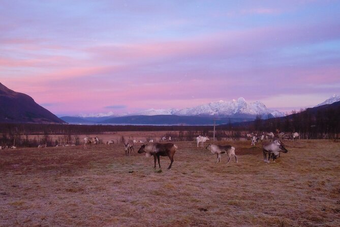 Reindeer feeding & Saami Culture with chance for Northern Lights - Is $182.37 a fair price?