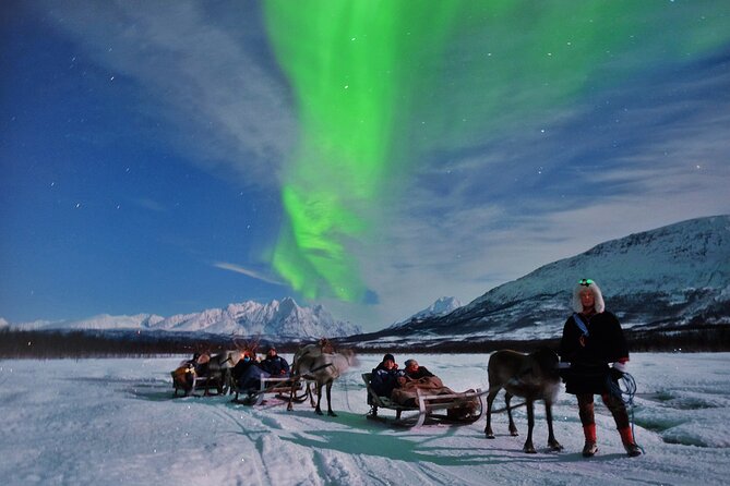 Reindeer Sledding and Feeding with Chance of Northern Lights Tromso - Meeting the reindeer in the pen