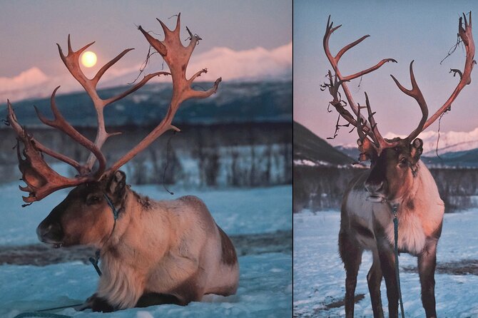 Reindeer Sledding and Feeding with Chance of Northern Lights Tromso - Warm up inside the lavvu