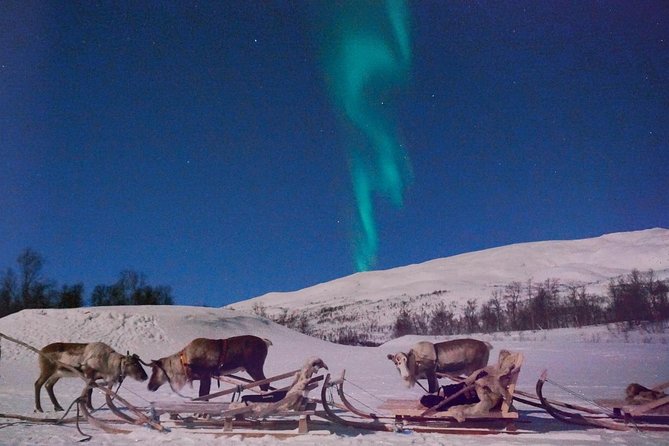 Reindeer Sledding and Feeding with Chance of Northern Lights Tromso - Sami culture beyond the photo opportunity