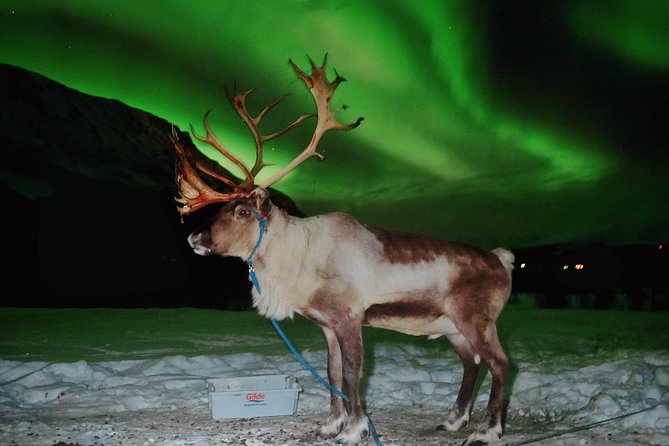 Reindeer Sledding and Feeding with Chance of Northern Lights Tromso - Crowds, toilets, and comfort