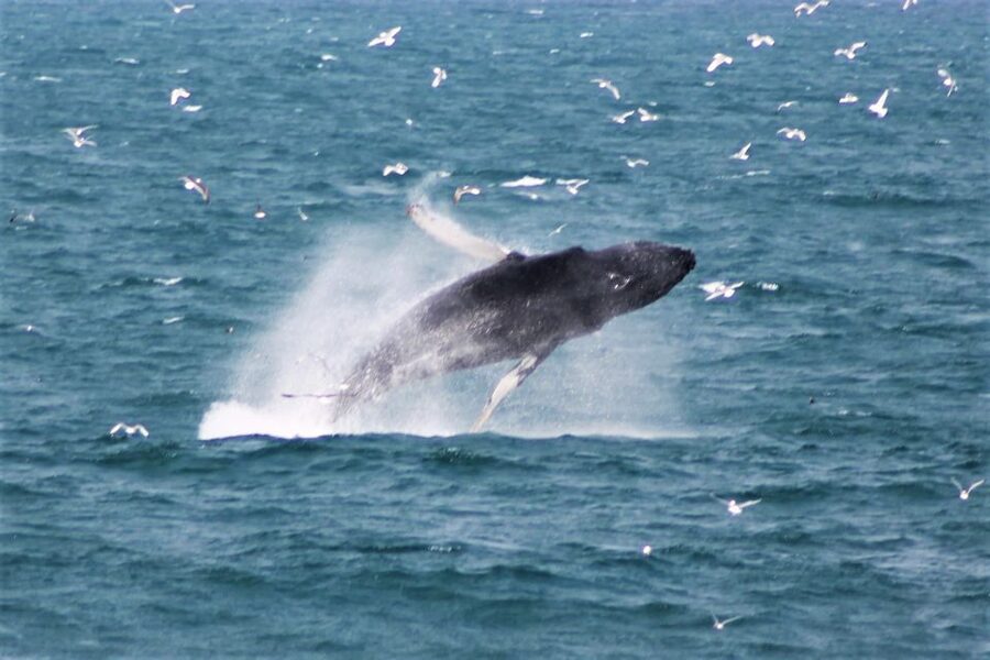 Reykjavik: Whale Watching & Northern Lights Combo Cruise - Who should choose this combo?