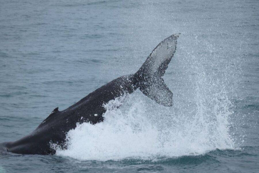 Reykjavik: Whale Watching & Northern Lights Combo Cruise - Two Iceland highlights from one Reykjavik harbor