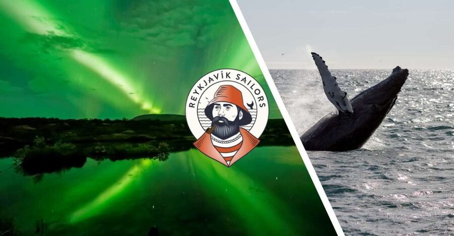 Reykjavik: Whale Watching & Northern Lights Combo Cruise - Whale watching in Faxaflói Bay