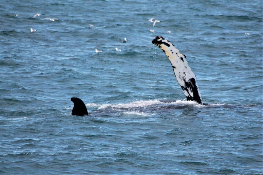 Reykjavik: Whale Watching & Northern Lights Combo Cruise - The five-hour Reykjavik pause
