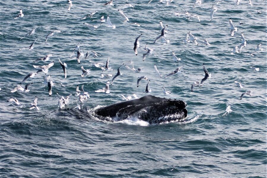 Reykjavik: Whale Watching & Northern Lights Combo Cruise - The evening search for Northern Lights