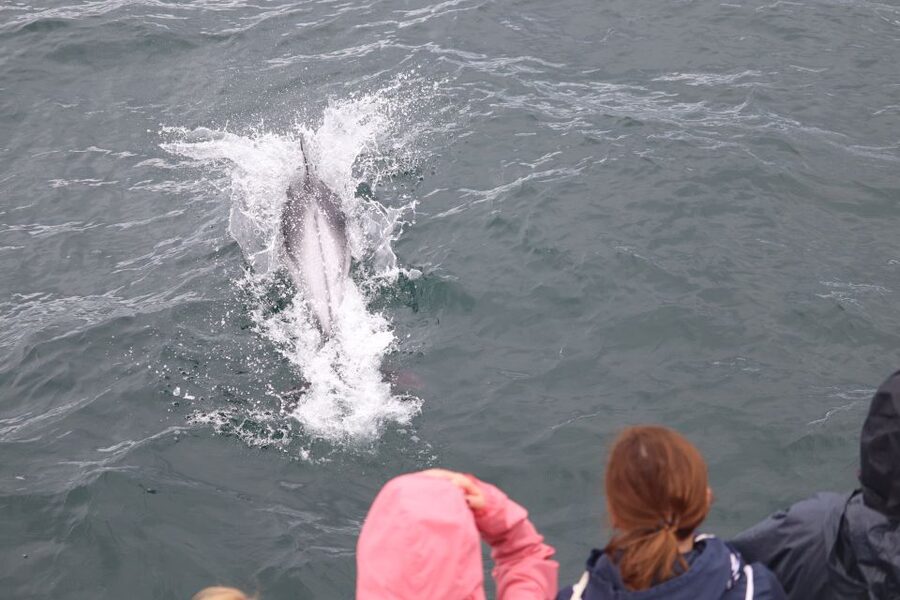 Reykjavik: Whale Watching & Northern Lights Combo Cruise - Guides, commentary, and the human side