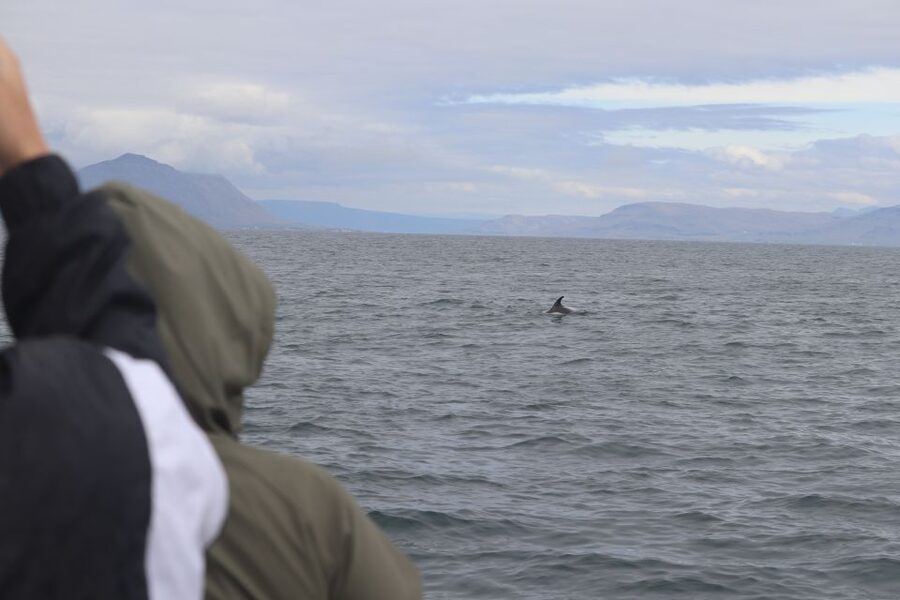 Reykjavik: Whale Watching & Northern Lights Combo Cruise - Comfort, access, and what to bring