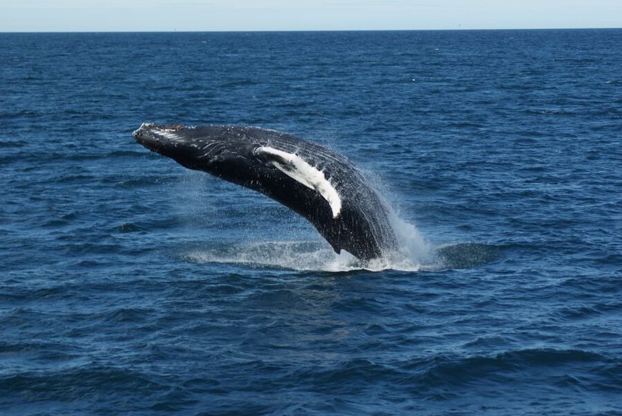 Reykjavik: Whale Watching & Northern Lights Combo Cruise - Starting at Geirsgata 11