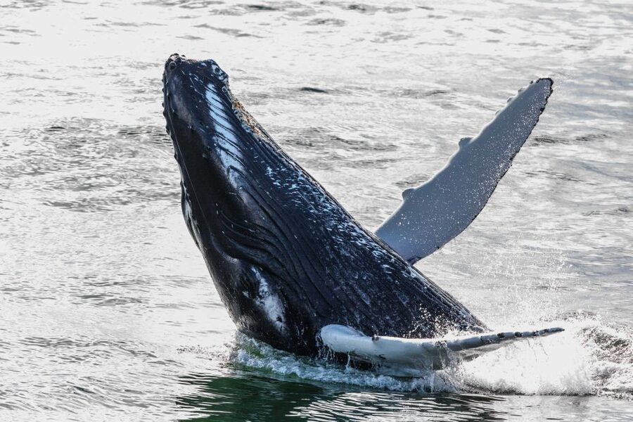 Reykjavik: Whales and Northern Lights Boat Tour - Key points to know before you book