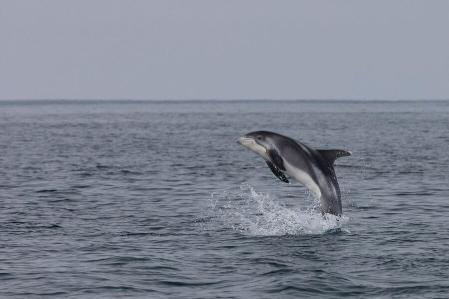 Reykjavik: Whales and Northern Lights Boat Tour - Returning after dark for the Northern Lights