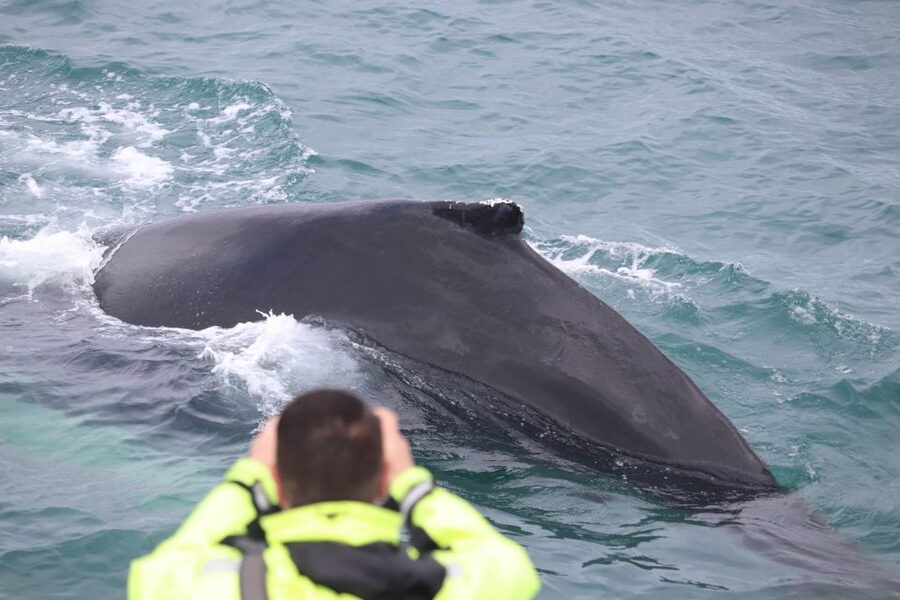 Reykjavik: Whales and Northern Lights Boat Tour - Who should choose this combined cruise?
