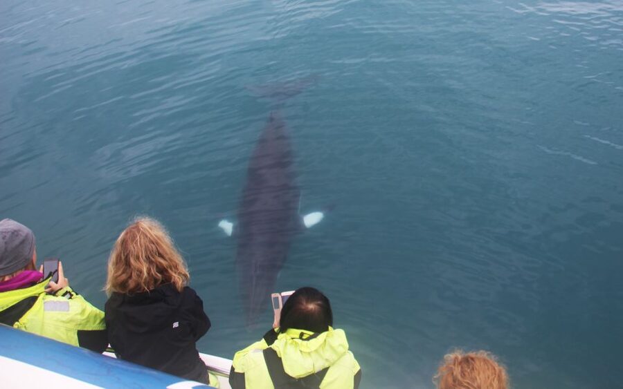 Reykjavik: Whales and Northern Lights Boat Tour - What you might see in the whale-watching area
