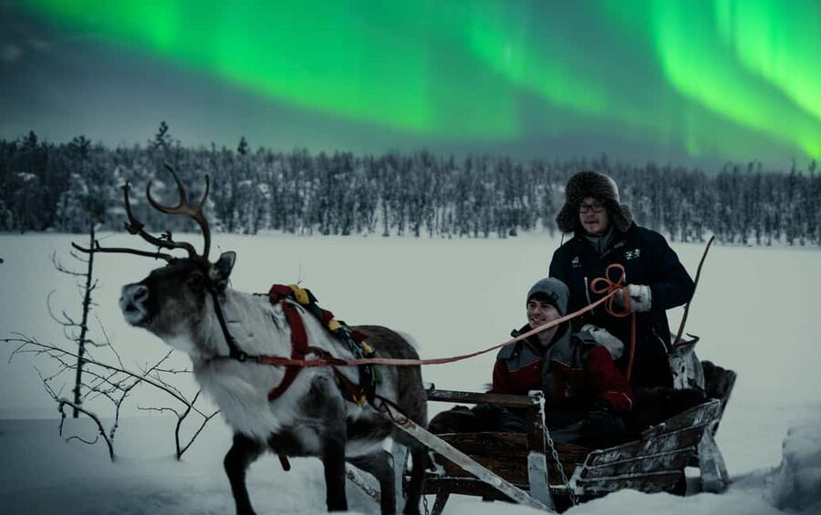 Rovaniemi: 2km Aurora Reindeer Safari Through the Forest - Key things to know before booking