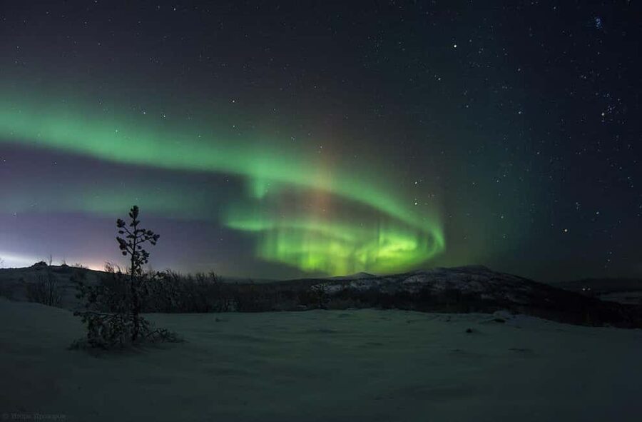 Rovaniemi: All-Inclusive Ranua Zoo Excursion & Aurora Dinner - Key points to know before booking