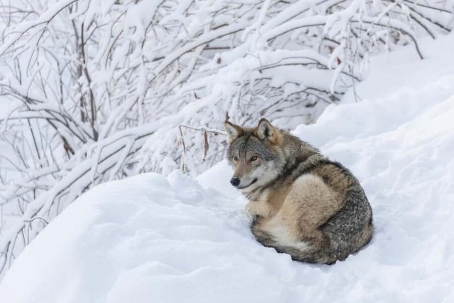 Rovaniemi: All-Inclusive Ranua Zoo Excursion & Aurora Dinner - What is included, and where extra costs appear