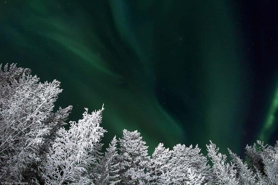 Rovaniemi: All-Inclusive Ranua Zoo Excursion & Aurora Dinner - Why this full-day Lapland plan works
