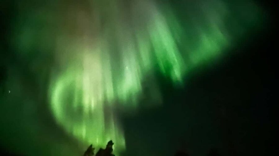 Rovaniemi: All-Inclusive Ranua Zoo Excursion & Aurora Dinner - Three hours with Arctic animals at Ranua Wildlife Park