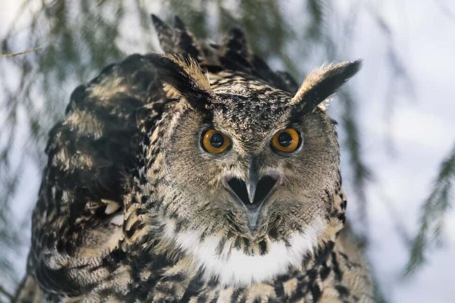 Rovaniemi: All-Inclusive Ranua Zoo Excursion & Aurora Dinner - Finnish buffet lunch and a Fazer chocolate stop