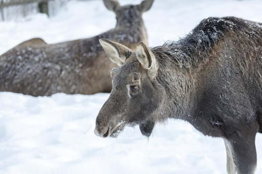 Rovaniemi: All-Inclusive Ranua Zoo Excursion & Aurora Dinner - Three free hours back in Rovaniemi