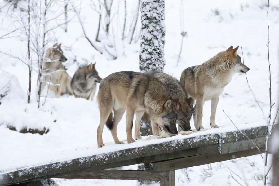 Rovaniemi: All-Inclusive Ranua Zoo Excursion & Aurora Dinner - Chasing the aurora away from city lights