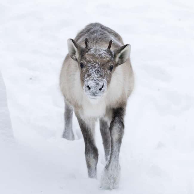 Rovaniemi: All-Inclusive Ranua Zoo Excursion & Aurora Dinner - Campfire dinner with Finnish flavors