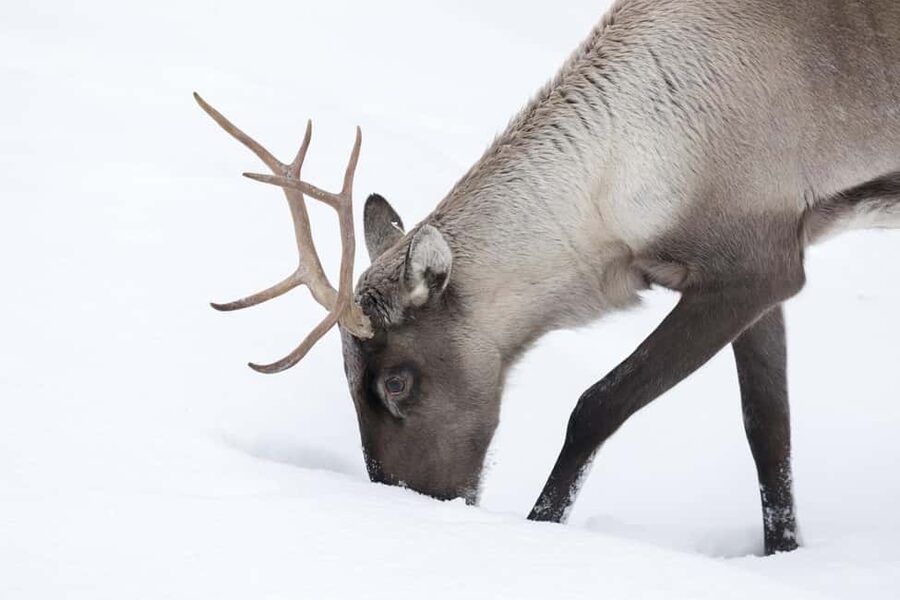 Rovaniemi: All-Inclusive Ranua Zoo Excursion & Aurora Dinner - How the schedule feels in real terms