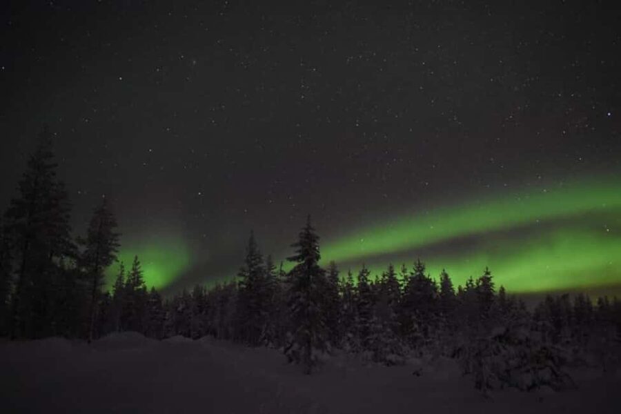 Rovaniemi: Aurora Husky Safari Through the Forest - A quiet start in Rovaniemi’s winter forest
