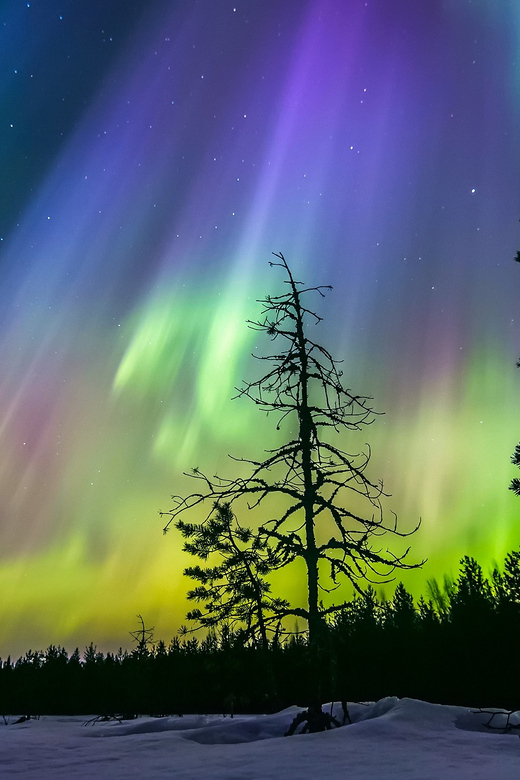 Rovaniemi: Ice Floating in Forest Lake with Aurora Borealis - Floating beneath the Lapland sky