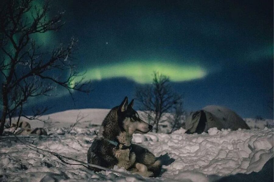 Rovaniemi: Northern Lights and Husky Sleigh Ride - Booking details that can save trouble