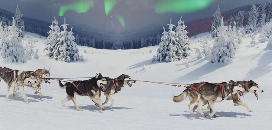 Rovaniemi: Northern Lights and Husky Sleigh Ride - Meeting the huskies at the farmhouse
