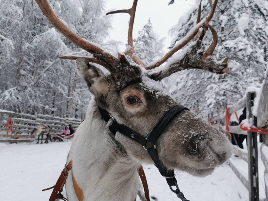 Rovaniemi: Santa's Reindeer and Husky Safari with Aurora BBQ - Key things to know before booking