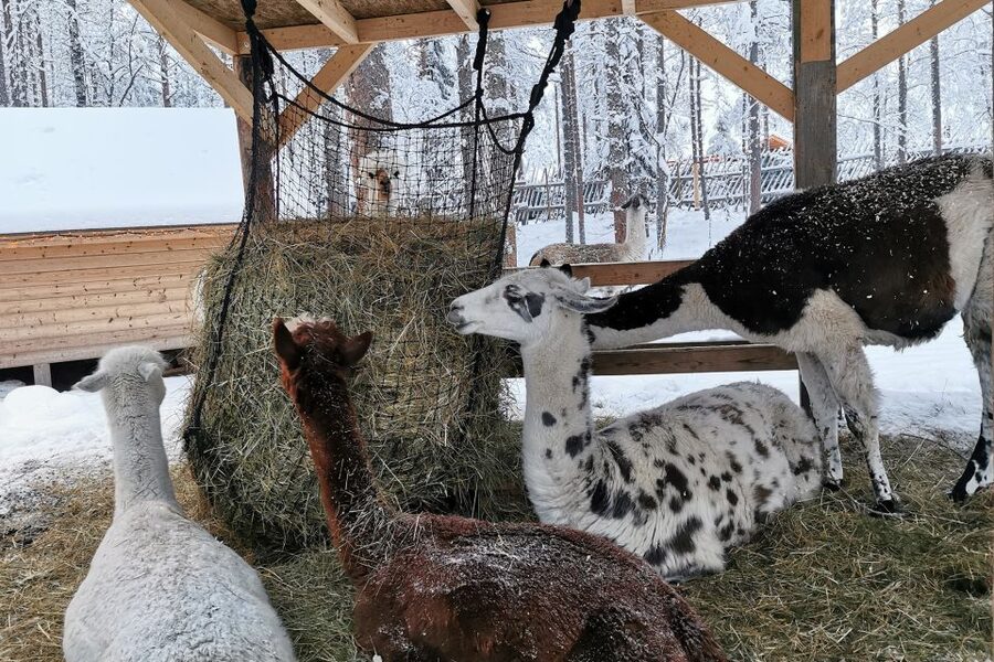 Rovaniemi: Santa's Reindeer and Husky Safari with Aurora BBQ - Cold-weather advice that will improve the day