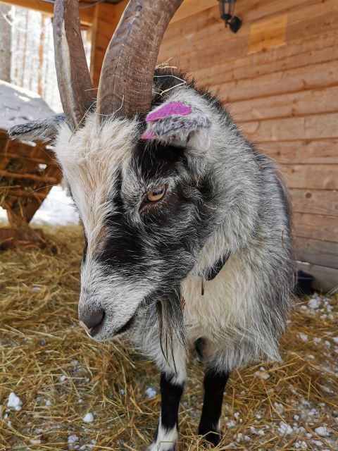 Rovaniemi: Santa's Reindeer and Husky Safari with Aurora BBQ - A full Lapland day, with a long break in between
