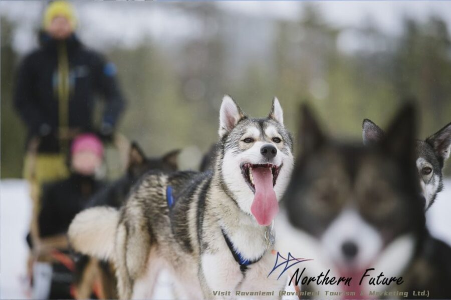 Rovaniemi: Santa's Reindeer and Husky Safari with Aurora BBQ - Reindeer at Santa Village, not a remote wilderness camp