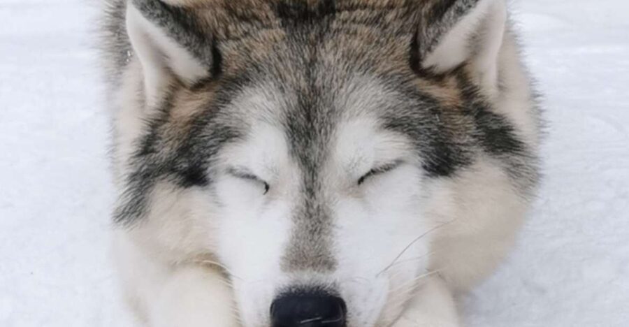 Rovaniemi: Santa's Reindeer and Husky Safari with Aurora BBQ - Two Aurora stops, with no promise of green skies