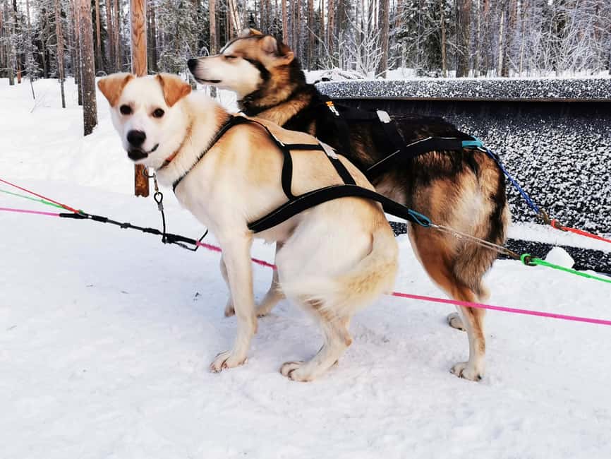Rovaniemi: Santa's Reindeer and Husky Safari with Aurora BBQ - What $281 buys you in practical terms