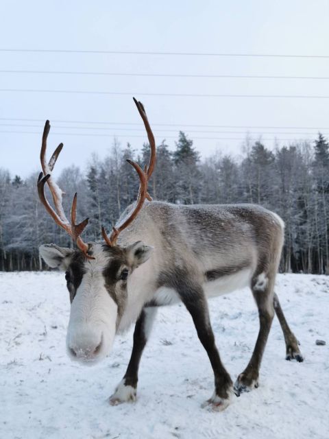 Rovaniemi: Santa's Reindeer and Husky Safari with Aurora BBQ - Who will enjoy this most