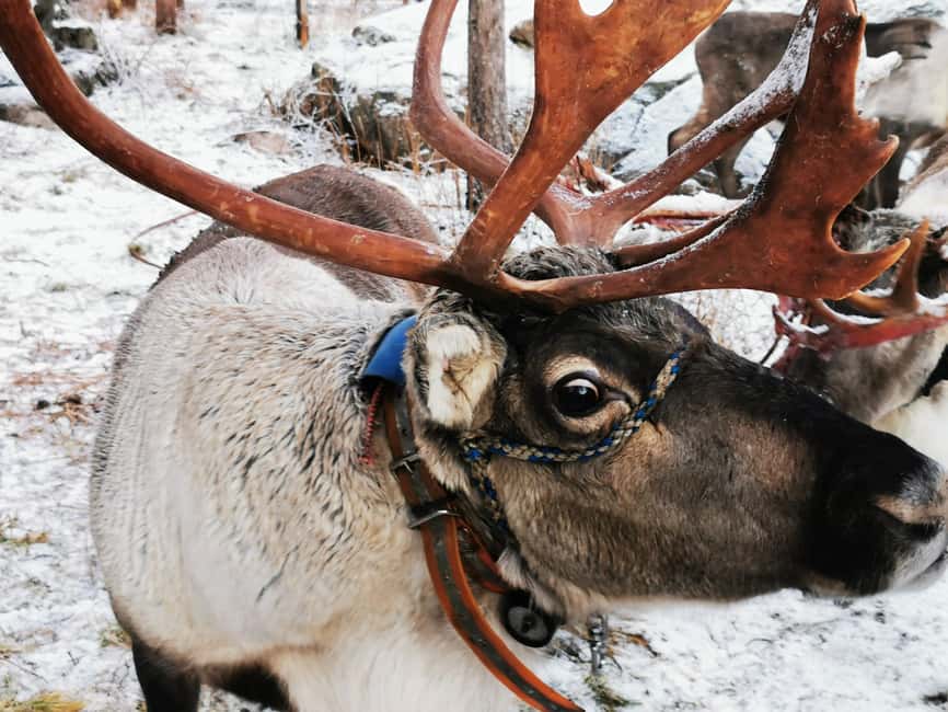 Rovaniemi: Santa's Reindeer and Husky Safari with Aurora BBQ - The husky farm and a fast 500-meter run