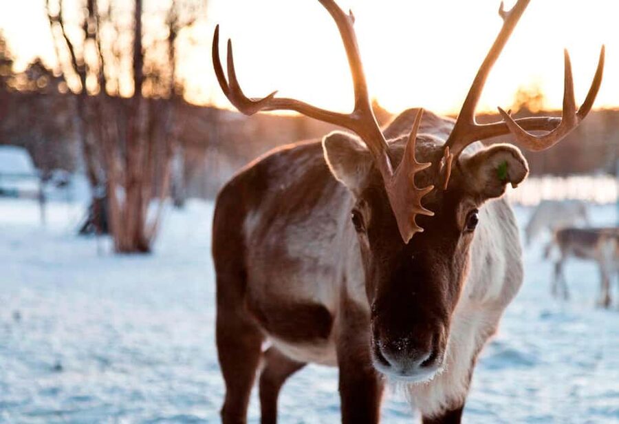 Saariselkä: Aurora Hunting & Reindeer Wilderness Experience - The first hunt for Northern Lights